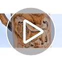 Hand-Carved Wooden Coffee Mug with Lion Design - Antique Brown, 470ml
