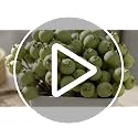 Artificial Green Berry Decor - Fake Fruits Plastic Foam 120PCS