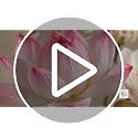 Reed Diffuser Sticks Set with Sola Wood Flowers & Rattan Refill - Unscented