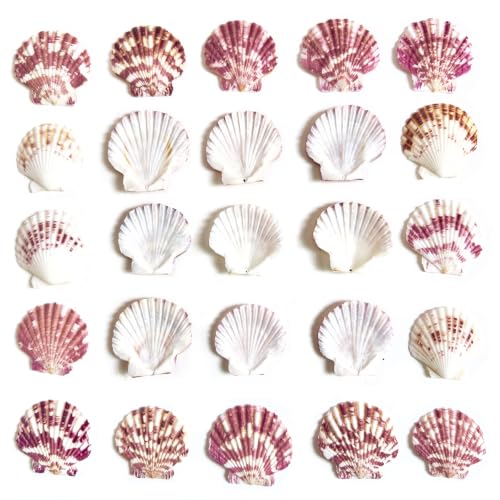 Natural Red Scallop Seashells - 60+ Pieces for Coastal Decor & Crafts