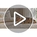 Beige King Size Cotton Quilt Set - 3PC Bedspread with Shams