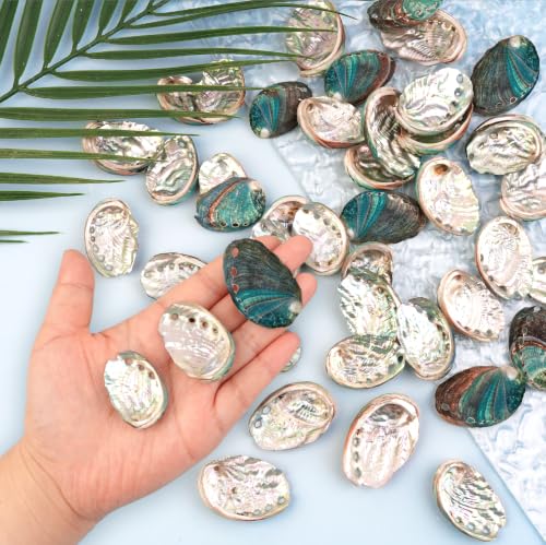 Natural Abalone Shells Set - 60 Small Iridescent Sea Shells for Crafts & Decor