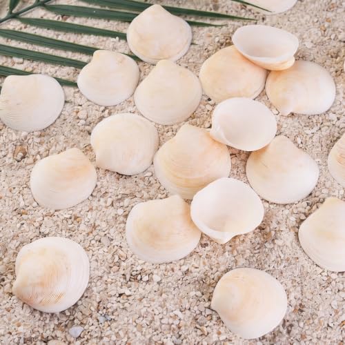 Natural Seashells for Crafts, 50 Pack 1.2-2 Inch Seashells for DIY Decor