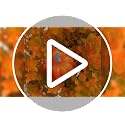 2pcs Artificial Fall Pumpkin Tree Stakes 22 Inch Orange Topiary with Eucalyptus