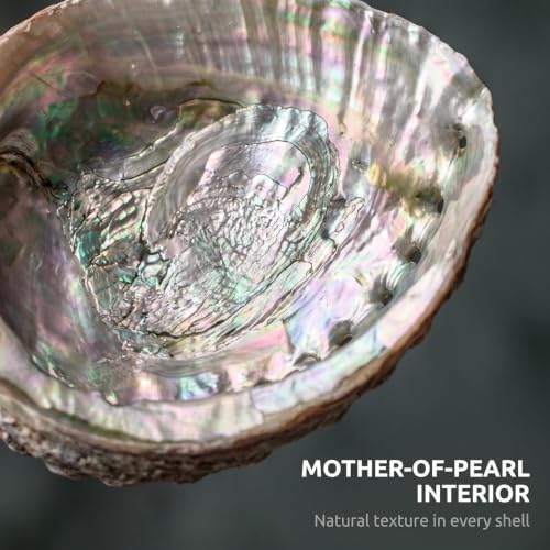 Large Abalone Shell Bowls Set for Smudging Incense and Decor - 4 to 4.5 Inches