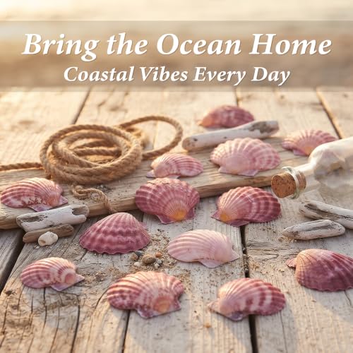Natural Pink Scallop Shells for Crafts and Home Decor - 30 Pieces, 2-3 Inch