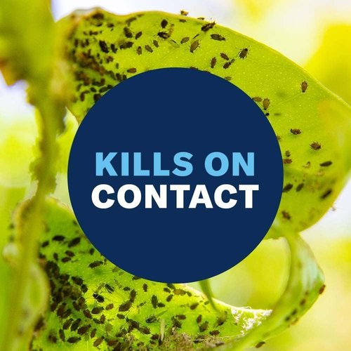 BioAdvanced Houseplant Insect & Mite Control - 24 oz Ready-to-Use Spray for Fungus Gnats & Fungal Diseases