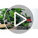 7ft Artificial Fiddle Leaf Fig Tree for Indoor Home Decor - Faux Plant