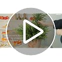 12 Pack 18-Inch Artificial Norfolk Pine Stems - Greenery for Holiday Decor