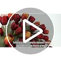 Wine Red Tulip Fall Wreath 24-Inch Front Door Decor - Fade-Resistant