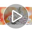 Liliful Pink White Candy Cane Ornaments Set - 30 Pcs Christmas Plastic Decorations (Variation: Pink White)
