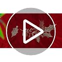 Christmas Tree Skirt Red 48 Inch Velvet with Gold Holly Embroidery - Variation of THIS listing