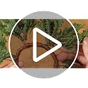 6 Pcs Christmas Pine Draping Candle Rings - 2 Inch Classic Holiday Decor