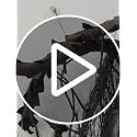 63-Inch Black Faux Weeping Willow Tree Branches Hanging Vines Halloween Decor - Variation: Black