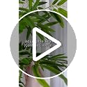 6FT Artificial Bamboo Tree with Real Bamboo Trunks and Silk Leaves - Indoor Faux Plant