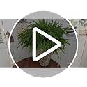 12 Pcs 18 Inch Real Touch Norfolk Pine Christmas Stems - Fake Holiday Greenery