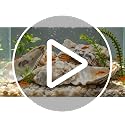 Natural Concave Oyster Shells for Crafts, Decor & Jewelry - 20PCS