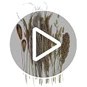 Dried Pampas Grass Decor Bundle for Living Room & Events