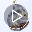 Old World Christmas Glass Squirrel Ornament for Christmas Tree - Handcrafted Holiday Decor - Wildlife Collection