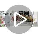 Artificial Fall Mums Flowers 12-Pack UV Resistant Outdoor Faux Plants