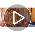Artificial Mums for Outdoors - Full 16-Branch Fall Flower Bundles with Large Blooms - Yellow, Orange, Burgundy - Variation 2