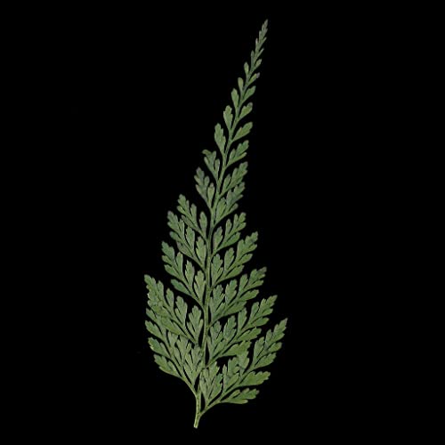12pc Dried Fern Leaves for Crafts and Home Decor - Pressed Flowers