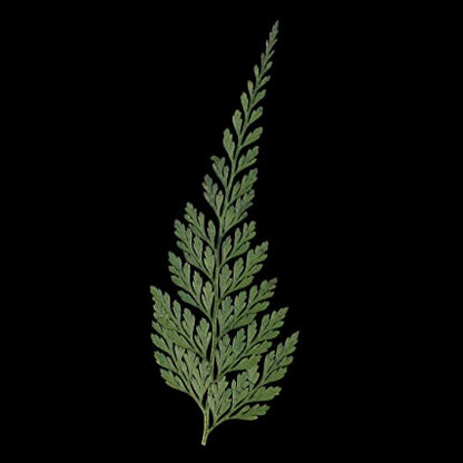 12pc Dried Fern Leaves for Crafts and Home Decor - Pressed Flowers