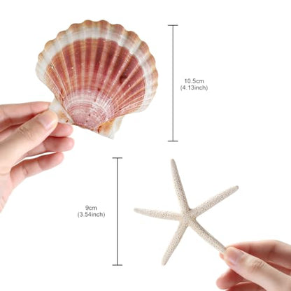 Beach Theme Coastal Decor Set with Shells and Starfish for Crafts and Weddings