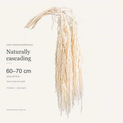 10 Pcs Ivory Dried Hanging Amaranthus Wedding Arch Decor - 23 Inches