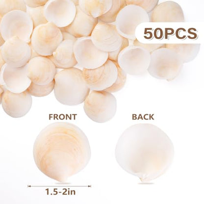 Natural Seashells for Crafts, 50 Pack 1.2-2 Inch Seashells for DIY Decor
