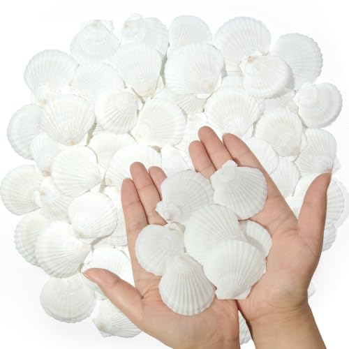 White Sea Shells for Crafts 100PCS Natural Scallop Shells 1.5-2 Inch