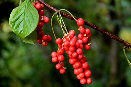 Schisandra Berry - "NEW CROP" Schisandra chinensis Dried Loose Berry from 100% Nature (4 oz)