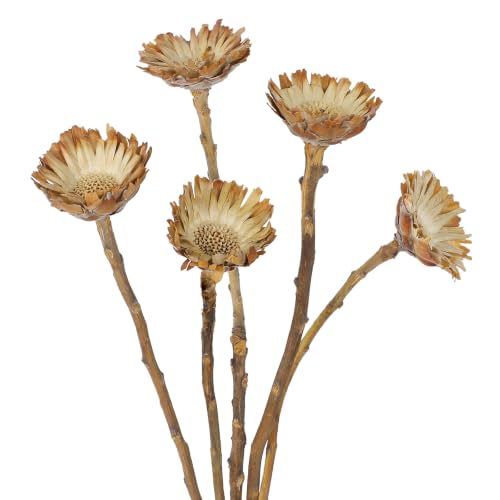5Pcs Natural Dried Flowers for Vase Decor Rustic Fall Arrangement Sunflowers