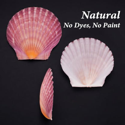 Natural Pink Scallop Shells for Crafts and Home Decor - 30 Pieces, 2-3 Inch