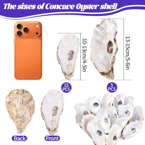 Natural Concave Oyster Shells for Crafts, Decor & Jewelry - 20PCS