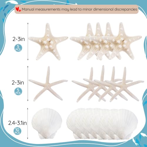 Natural Seashells for Crafts - 20 Pieces 2-3 Inch Ocean Decor Supplies