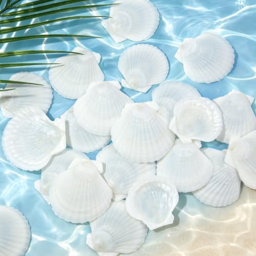 White Sea Shells for Crafts 100PCS Natural Scallop Shells 1.5-2 Inch