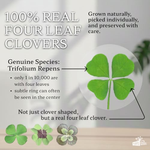 Clover Gift for Housewarming - Real Four Leaf Clover Keepsake for New Home - Variation of This Listing