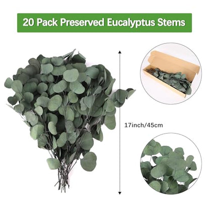 Preserved Eucalyptus Stems 20PCS - Silver Dollar Leaves for Wedding & Home Decor (Green Style 02)