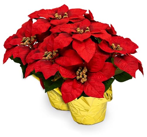 2 Pack Artificial Silk Poinsettia Plants - Large Red Holiday Decorations, 17 x 15 Inches