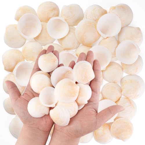 Natural Seashells for Crafts, 50 Pack 1.2-2 Inch Seashells for DIY Decor