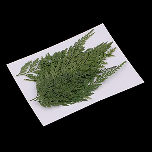 12pc Dried Fern Leaves for Crafts and Home Decor - Pressed Flowers