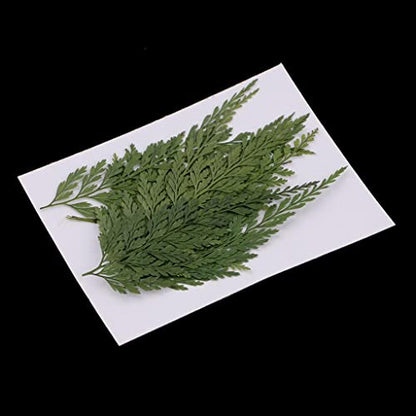 12pc Dried Fern Leaves for Crafts and Home Decor - Pressed Flowers