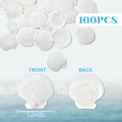 White Sea Shells for Crafts 100PCS Natural Scallop Shells 1.5-2 Inch