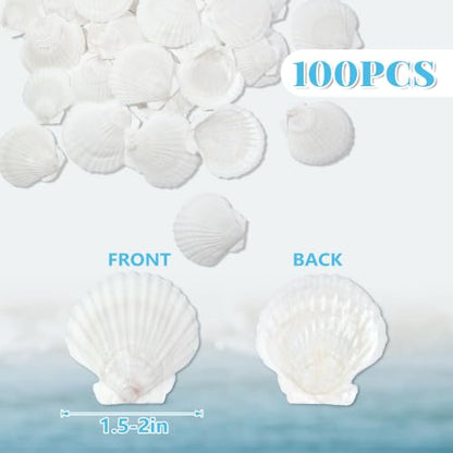 White Sea Shells for Crafts 100PCS Natural Scallop Shells 1.5-2 Inch