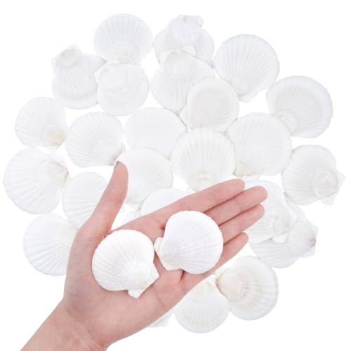 50PCS Natural Seashells for Crafts White Scallop Shells 1.2-2 Inches — Ocean Decor & DIY Projects