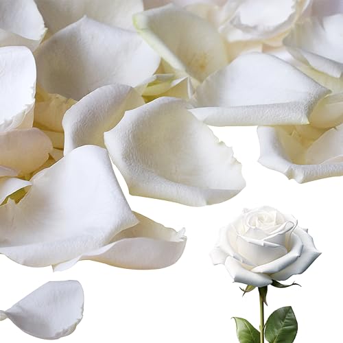 White Dried Rose Petals for Weddings - Biodegradable & Natural - 4 Pack (100g each) - Romantic Table Decor & Flower Girl