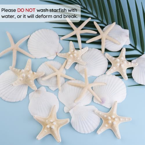 Natural Seashells for Crafts - 20 Pieces 2-3 Inch Ocean Decor Supplies