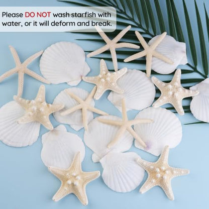 Natural Seashells for Crafts - 20 Pieces 2-3 Inch Ocean Decor Supplies