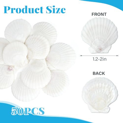 50PCS Natural Seashells for Crafts White Scallop Shells 1.2-2 Inches — Ocean Decor & DIY Projects